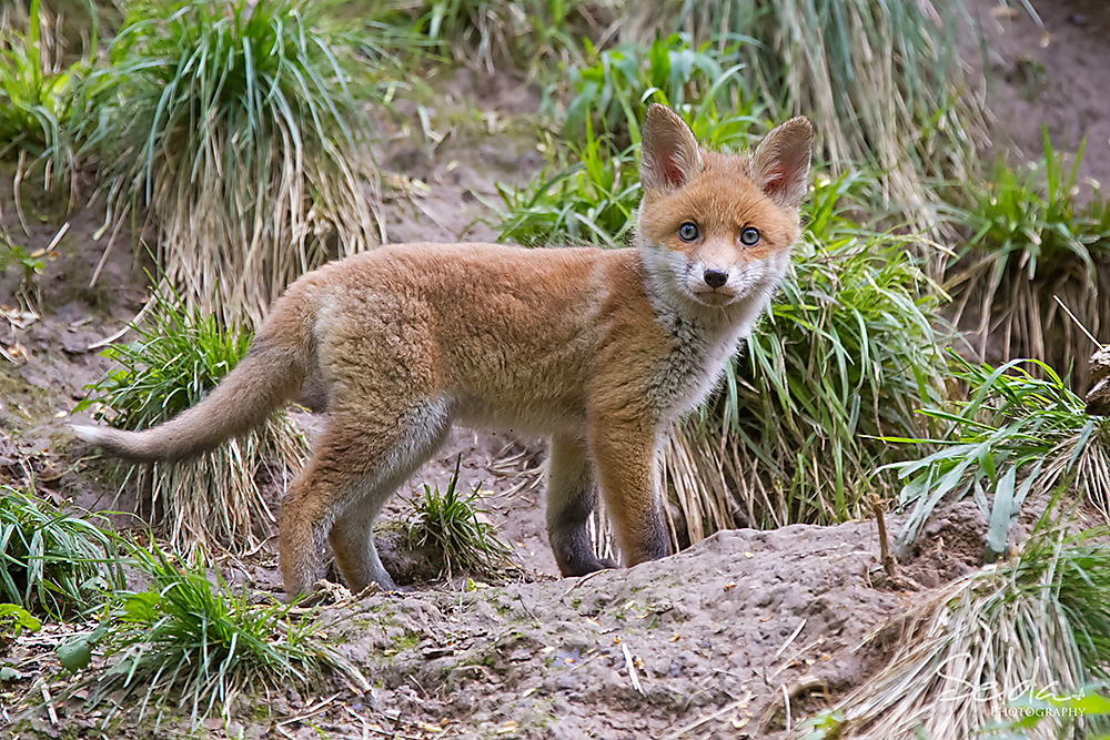 Fuchsbaby-01.jpg