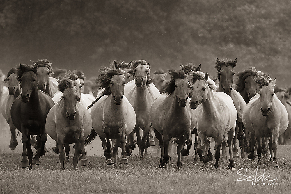 Pferd-Wildpferde-Duelmen-28052011-03.jpg