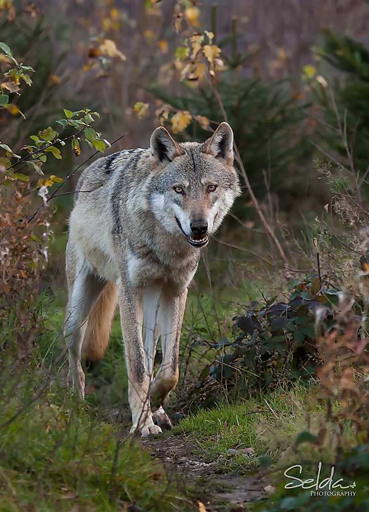 wolf-01.jpg