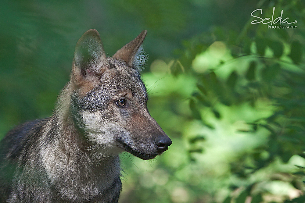 Wolfswelpe.jpg