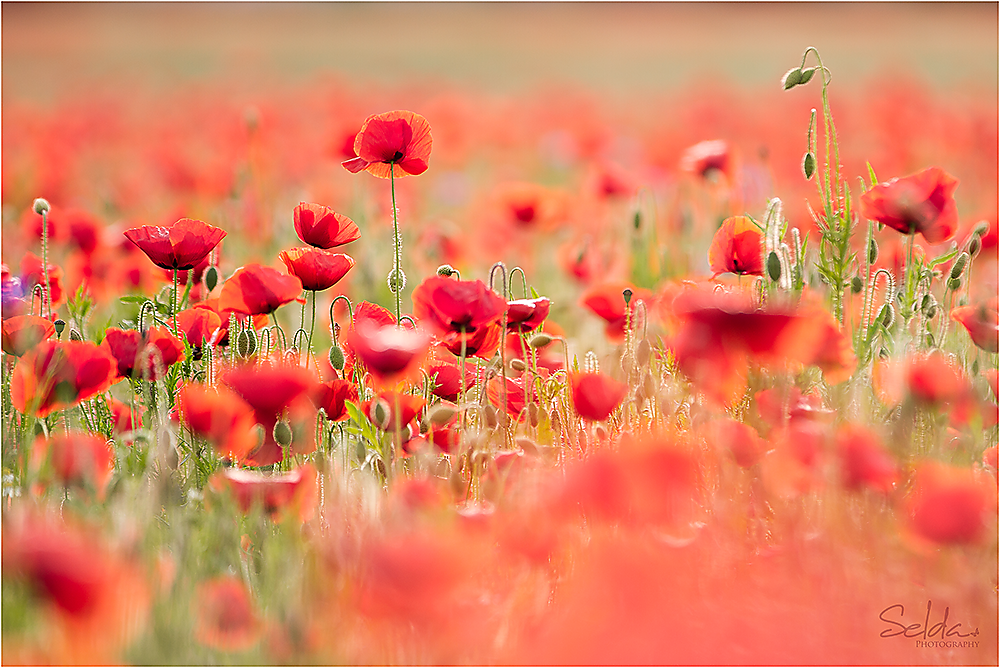 Mohn26052014-3489.png