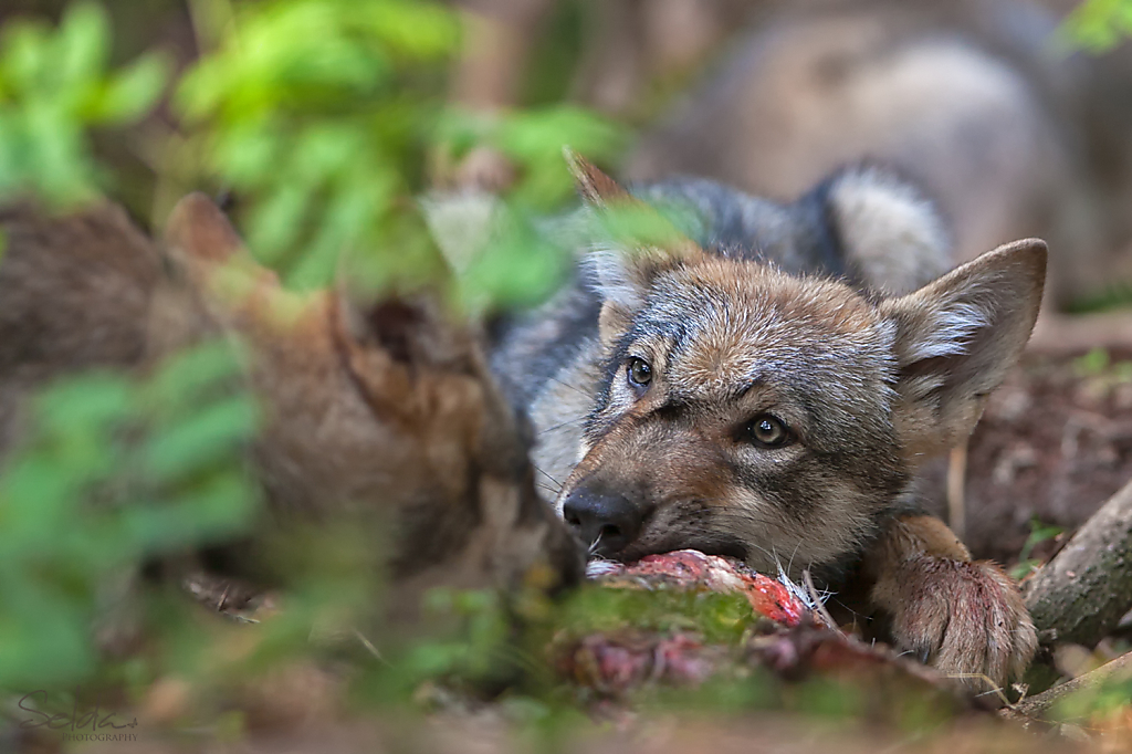 Wolfswelpe-0287-Bearbeitet.jpg